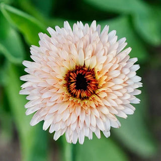 Fat Tomato Calendula Strawberry Blonde Seeds