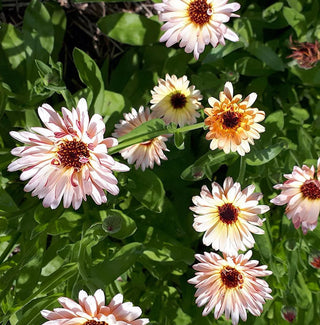 Fat Tomato Calendula Strawberry Blonde Seeds