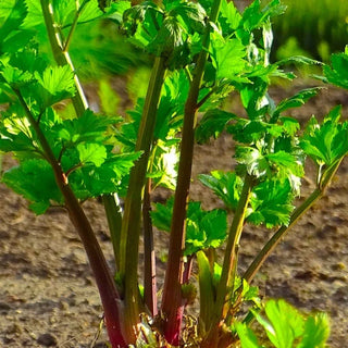 Fat Tomato Celery Leaf Red Stemmed Seeds
