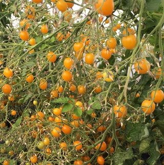 Fat Tomato Yellow Clementine Tomato Seeds