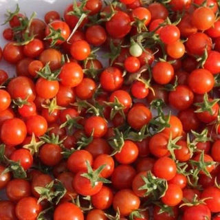 Fat Tomato Tomato Wild Argentinian Seeds