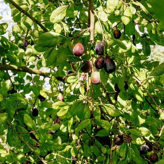 Fat Tomato Damson Honey Cordial