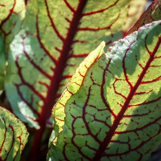 Fat Tomato Sorrel Red Veined Seeds