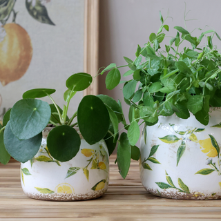 Chic Antique Limone Planter With Lemon Motif Small