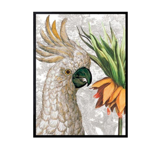 Framed Print Parrot Fritillaria