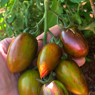 Fat Tomato Brad's Atomic Grape Tomato Seeds