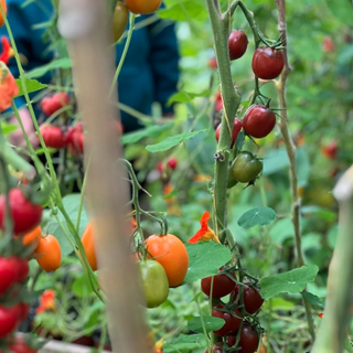 Fat Tomato Brad's Atomic Grape Tomato Seeds