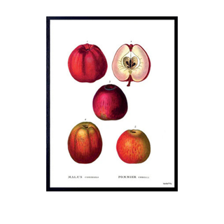 Red Apples Print Framed