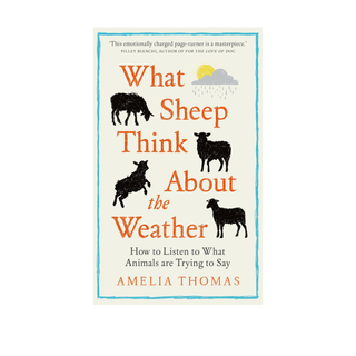 What Sheep Think About the Weather by Amelia Thomas
