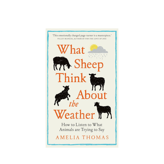What Sheep Think About the Weather by Amelia Thomas