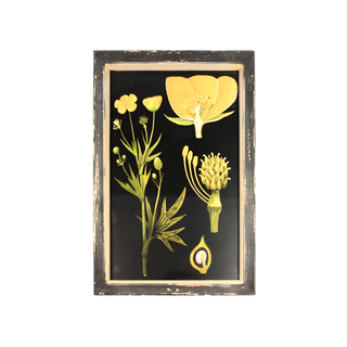 Wooden Frame Buttercup