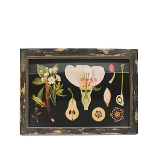 Wooden Frame Pear Blossom